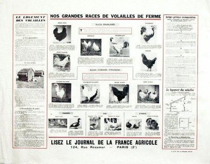 null Nos Grandes Races de Volailles de Ferme 1952 - La France Agricole - Poulets...