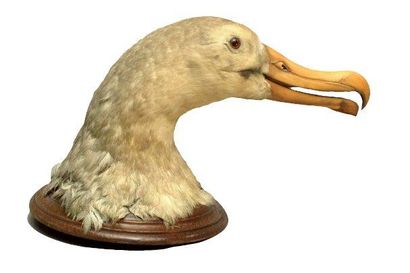 Rare et importante tête d'albatros naturalisée...