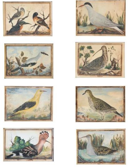 HALLE (actif en France au XVIIIème siècle) Ensemble de huit oiseaux: Puput, Loriot,...