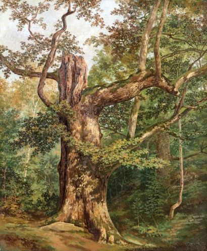 ECOLE FRANCAISE XIXeme SIECLE Le vieux chêne Huile sur toile - 55 x 46 cm