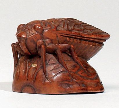 JAPON - Epoque MEIJI (1868 - 1912) Netsuke en bois, cigale posée sur une noix. L....