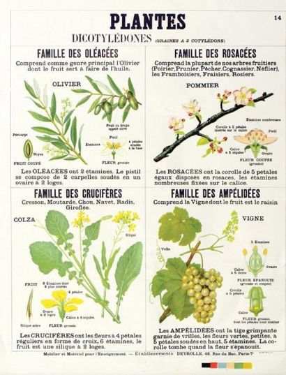 Plantes Dicotylédones Vigne-Colza-Pommier-Olivier...