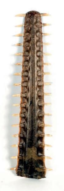 null Rostre de poisson scie, collecté dans les années 50. Long. 56 cm