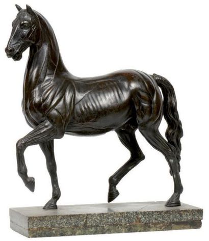 D'après Susini Écorché de cheval passant en bronze à patine brune. Socle en marbre...