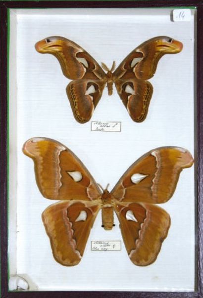 null Deux coffrets entomologiques. 39x26cm Attacidae Attacus Atlas Mâles et femelles...