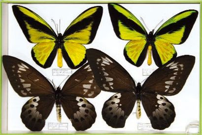 null Un coffret entomologique. 39x26cm Papilionidae Ornithoptera goliath procus mâles...