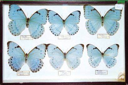 null Deux coffrets entomologiques. 39x26cm Morphidae Morpho luna, polyphemeus, catenarius...
