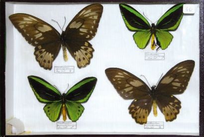 null Deux coffrets entomologiques. 39x26cm. Papilionidae Ornithoptera priamus priamus...