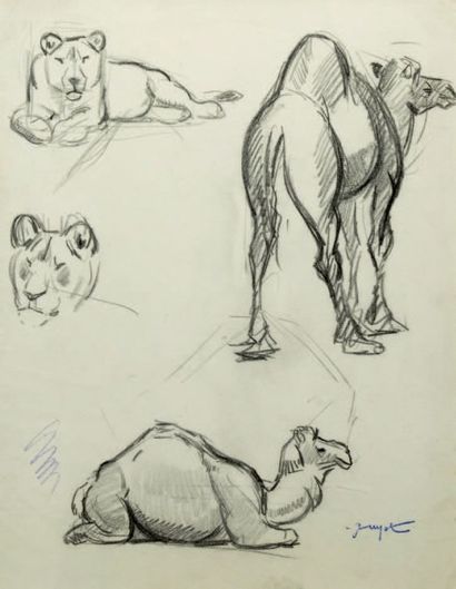 Georges Lucien GUYOT (1885-1973) 
Etude de dromadaires et lions
Dessin au fusain,
Cachet...