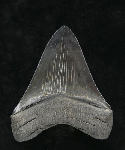 null Dent de requin Carcharodon Megalodon - Miocène- Caroline du Nord, USA. (Superbe)....