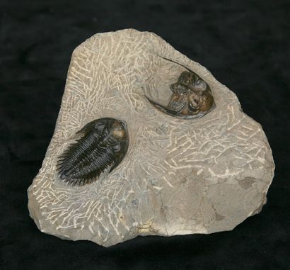 null Treveropyges - Hamar Laghdad formation - 400 millions d'années. Deux spécimens...