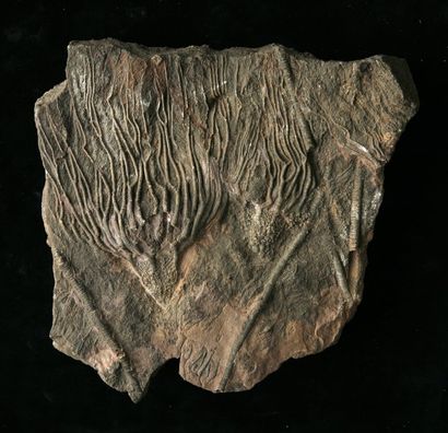 ECHINODERMES Crinoïde Syphocrinus - Ordovicien- Maroc. 19 x 19 cm