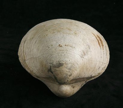 null Xantopsis - Eocène - Belgique. 6 x 4 cm