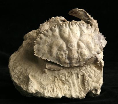 null Sismondae- Miocène - Puglia, Italie. Superbe fossilisation et préparation
