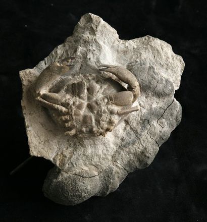 null Harpactocarcinus - Eocène- Vicensa, Italie. 8 cm