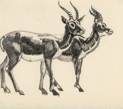 Georges Lucien GUYOT (1885-1973) Gazelles
Encre et crayon
18 x 12 cm