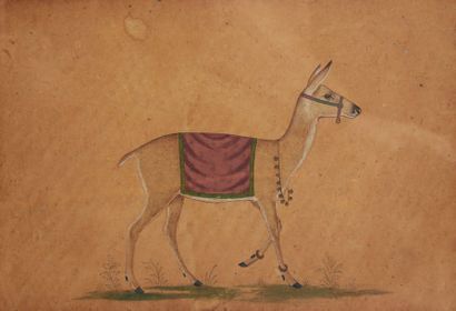 INDE - XIXE SIÈCLE Encre sur papier, biche avec un tapis de selle couleur rubis orné...