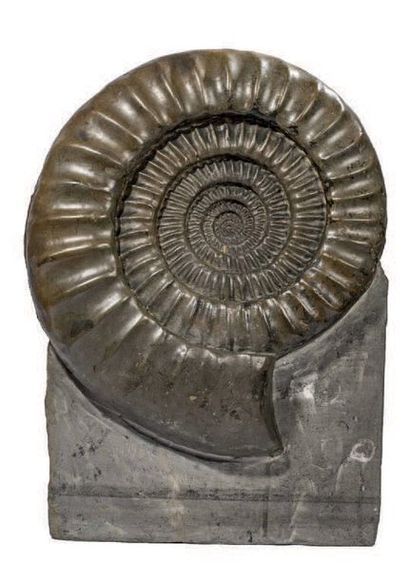 null Ammonite Coroniceras
Ammonite de Lorraine du Jurassique avec belle coloration,...