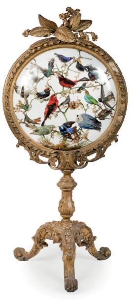 null Écran en bois et stuc doré à décor d'oiseaux empaillés.
Travail du XIXe siècle,...