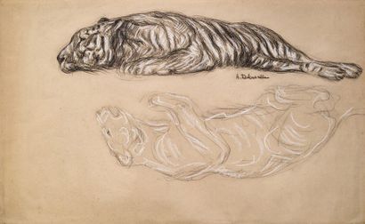 A.de LASALLE 
Tigre
Fusain craie blanche, signé en bas vers le centre
28 x 46 cm