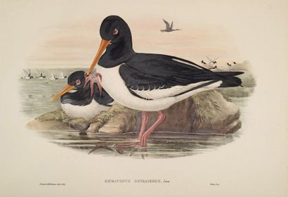 John GOULD (1804-1881) 
Huîtrier pie, Foulques, et autres oiseaux
Ensemble 4 planches...
