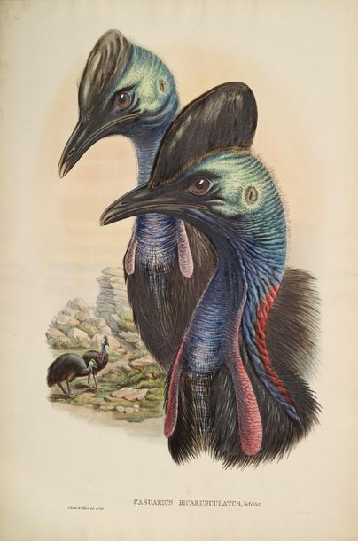 John GOULD (1804-1881) 
Casoar, Coucou, Outarde, et autres oiseaux
Ensemble 5 planches...