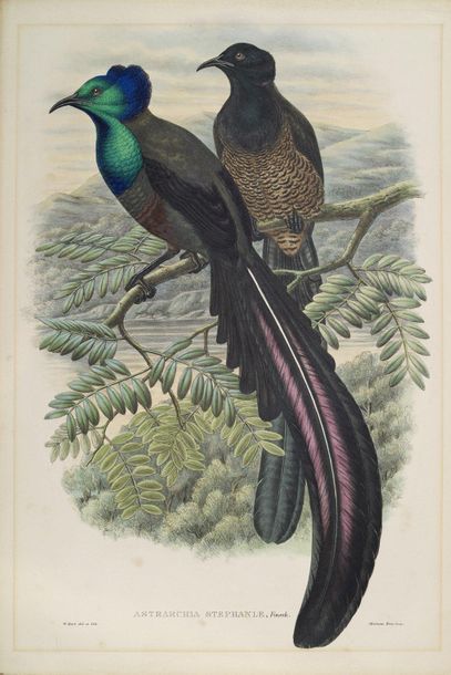 John GOULD (1804-1881) 
Astrapia stephaniae, Odemia Fusca, et autres oiseaux
Ensemble...