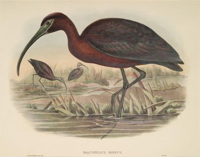 John GOULD (1804-1881) 
Ibis, Perdrix, et autres oiseaux
Ensemble 5 planches lithographies...