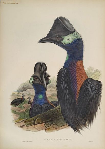 John GOULD (1804-1881) 
Casoar, Cigogne blanche, Cigogne noire, et autres oiseaux
Ensemble...