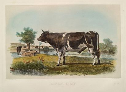 Alfred de DREUX (1810-1860) 
Motifs Equestres, N°8. Lith par Loeillot et Cicéri -...