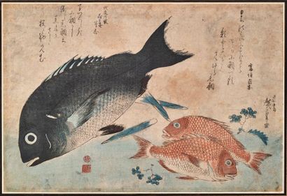Utagawa Hiroshige (1797-1858) 
Oban yoko-e, de la série Uwo zukushi, les grands poissons,...