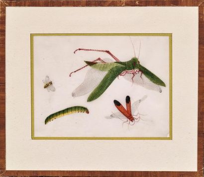 CHINE, Canton - Vers 1900 
Twelve gouaches on rice paper representing insects: crickets,...