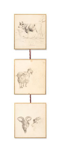LEVASSEUR (Actif vers 1860) Vingt dessins représentant des études à l'encre d'animaux,...