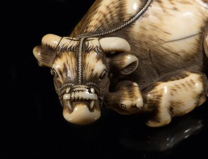 Epoque EDO (1603 - 1868), XVIIIe siècle * Netsuke en ivoire, vache couchée, sa longe...