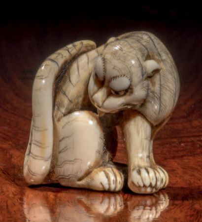 Époque EDO (1603 - 1868) * Netsuke en ivoire, tigre assis faisant sa toilette, les...
