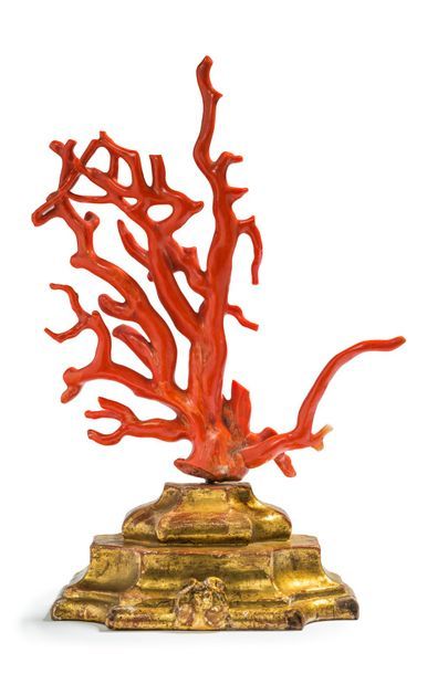 null * Branches de corail rouge soclées sur une base en bois doré
H. 32 cm.
Poids...