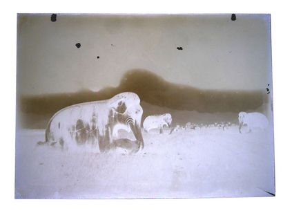 Robert de Semallé (1839-1946) Ensemble de 8 négatifs au collodion sur verre représentant...