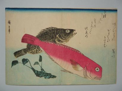 JAPON Estampe de Hiroshige, série des grands poissons, Oomon-hata et Shiro-amadai....