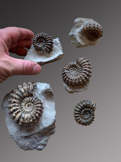 null Lot de 5 Ammonites Hoplites bien dégagées avec une belle présentation.
Albien,...