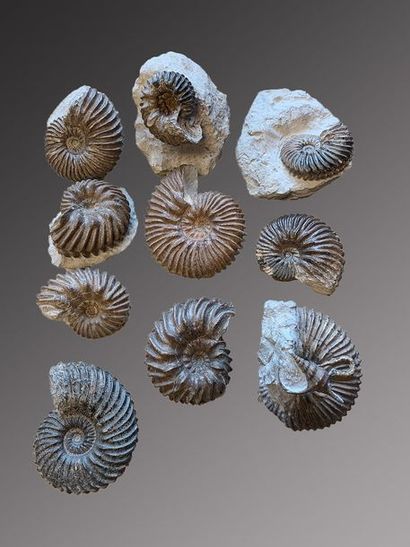 null Lot de 10 Ammonites Hoplites bien dégagées avec une belle présentation
Albien,...