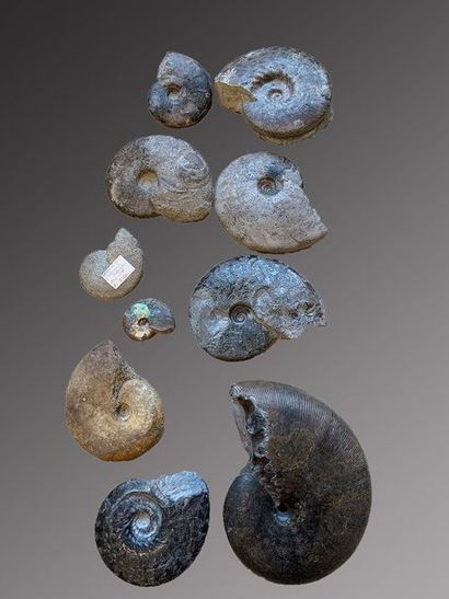 null Lot de 12 Ammonites Beudanticeras
Albien, Troyes, France de 8 à 10 cm envir...