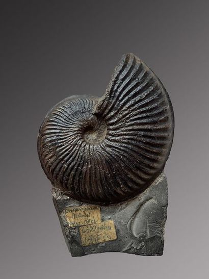 null Ammonite noire Oxytropidoceras
Très belle ammonite, spécimen provenant d'une...