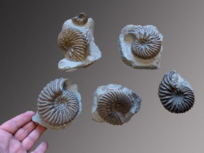 null Lot de 5 Ammonites Hoplites bien dégagées avec une belle présentation
Albien,...