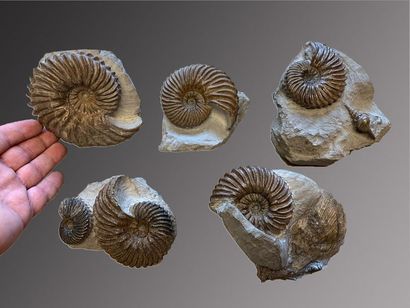null Lot 5 Ammonites Hoplites bien dégagées avec une belle présentation
Albien, Troyes,...