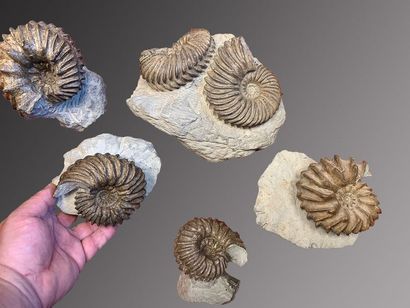null Lot of 5 well exposed Hoplite Ammonites with a beautiful presentation
Albian,...