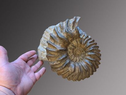 null Lot de 2 Ammonites Hoplites
Superbes spécimens de collection, la taille et le...