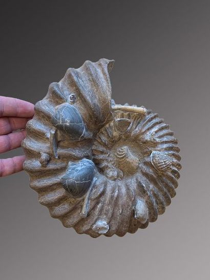 null Lot of 2 Ammonites Hoplites
Superb collector specimens, the size and clearance...