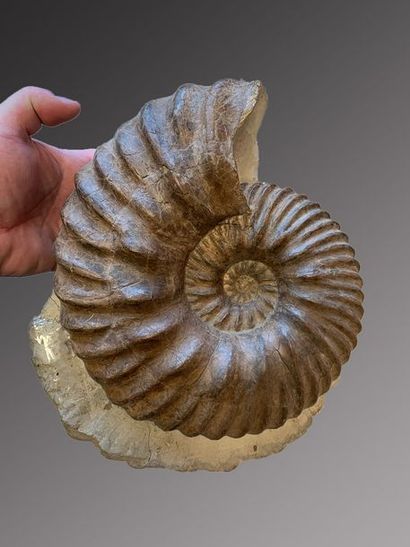 null Ammonite Hoplites
Magnifique ammonite, superbe pièce de collection avec belle...