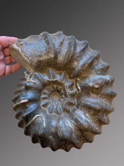 null Ammonite Hoplites
Very nice and clear ammonite.
Albien, Troyes, France
27 x...