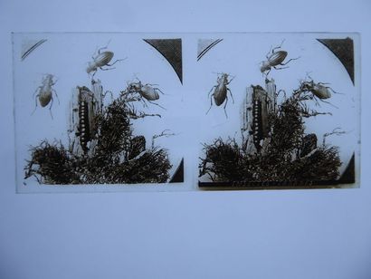 Gaston HAUCHECORNE (1880-1945) Suite of 760 positive stereoscopic
views on glass...